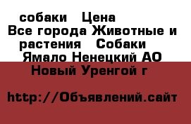 собаки › Цена ­ 2 500 - Все города Животные и растения » Собаки   . Ямало-Ненецкий АО,Новый Уренгой г.